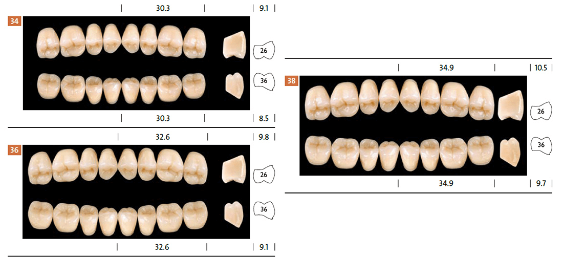 Condyloform forme dinti